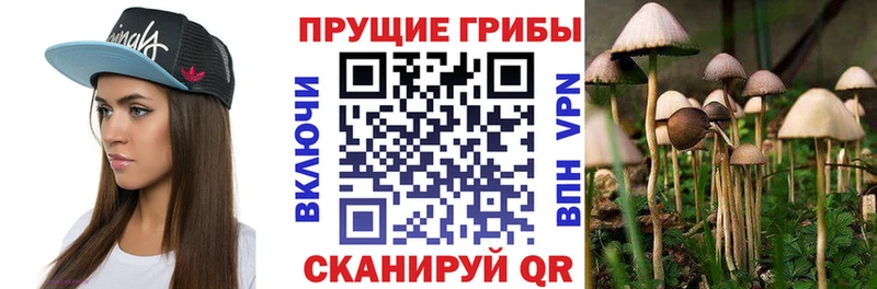 Псилоцибиновые грибы Psilocybe  Златоуст 